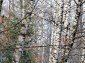 Rezervatia forestiera Padurea de Argint - agapia