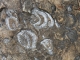 Locul fosilifer Monorostia - barzava