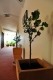 pension Florica - Accommodation 