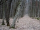 Pădurea seculară Mociar - targu-mures