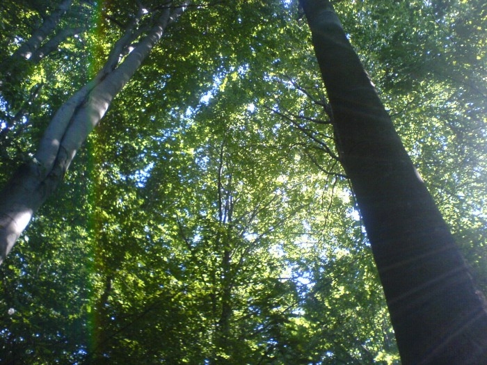 Rezervatia forestiera (tisa) Padurea Tudora