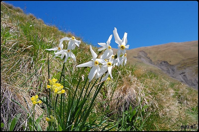 Rezervatia naturala botanica Poiana cu Narcise din Muntii Baiului