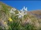 Rezervatia naturala botanica Poiana cu Narcise din Muntii Baiului - azuga
