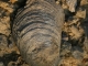 Locul fosilifer de la Globu Craiovei - baile-herculane