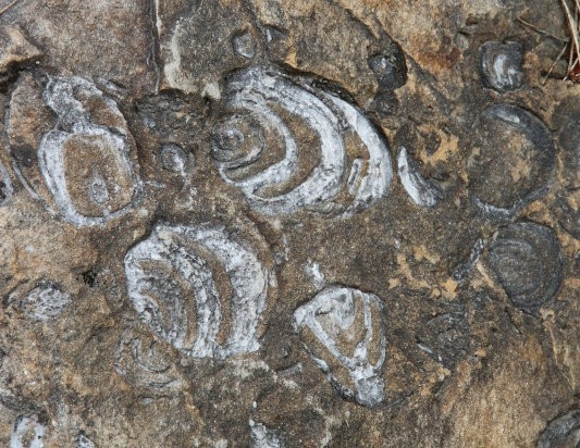 Locul fosilifer Monorostia