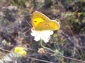 Rezervatia Naturala Padurea Fantanita Murfatlar - basarabi