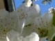 Obiceiuri de Florii