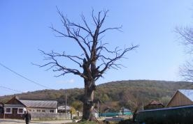 Stejarul din Bijghir judetul Bacau