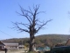 Stejarul din Bijghir judetul Bacau - buhoci