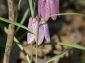 Rezervatia Naturala Lunca Poganisului - buzias1