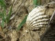 Locul fosilifer de la Delinesti - caransebes
