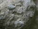 Locul fosilifer de la Petrosnita