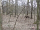 Forest Run
