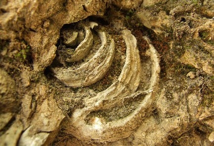 Locul fosilifer Zabalt 