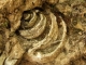 Locul fosilifer Zabalt  - lipova