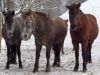 Centrul de Echitatie din Poiana Brasov