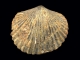 Locul fosilifer de la Ezeris - resita