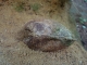 Locul fosilifer de la Zorlentu Mare - resita