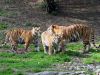 Gradina Zoologica din Targu Mures
