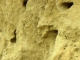 Locul fosilifer Nisiparia Hulubat - vaslui